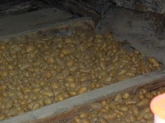 Keller Kartoffeln